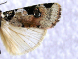 Mentaxya albifrons